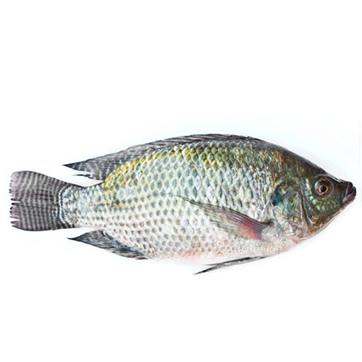 Tilapia Entier 500/800 3,2kg Net Surgelé