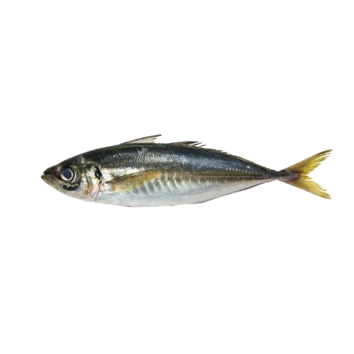Oya Oya – Maquereaux Chinchard – Poisson Entier 20 KG