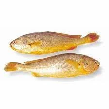 Poisson Capitaine Frais – Tambour – Entier ou en morceaux