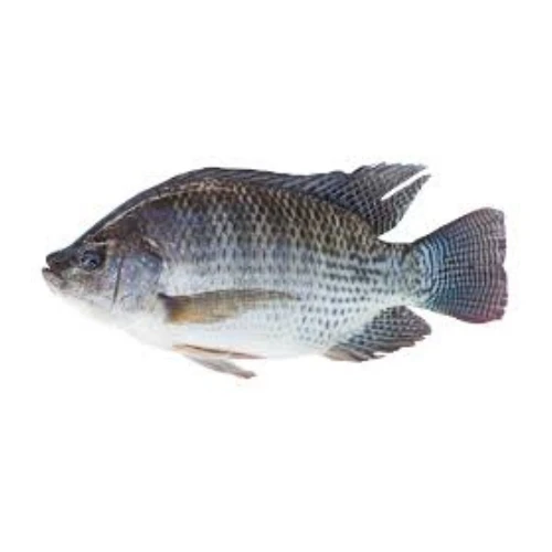 Tilapia – Entier ou découpé 4KG
