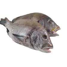 Tchiof / Mérou  [1kg / Carton de 22 kg]